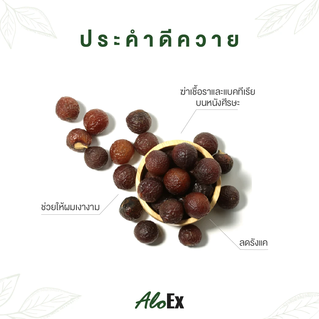 Soapnut