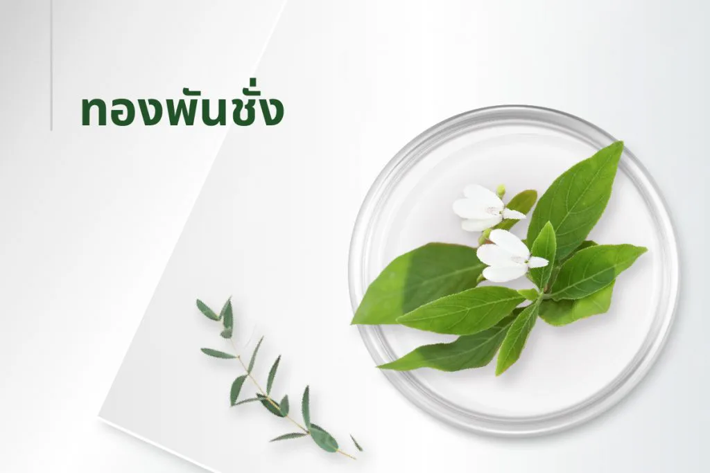 15种萃取物秘方——白鹤灵芝