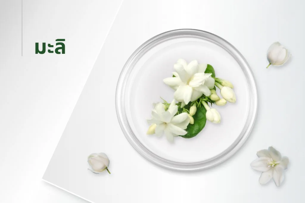 15种萃取物秘方——茉莉