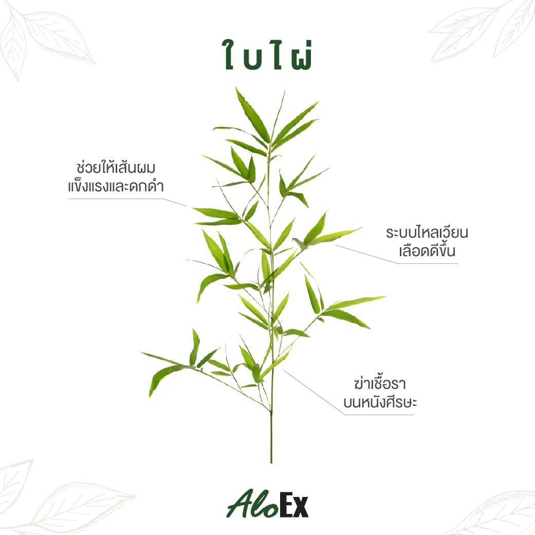 Bamboo Leaf