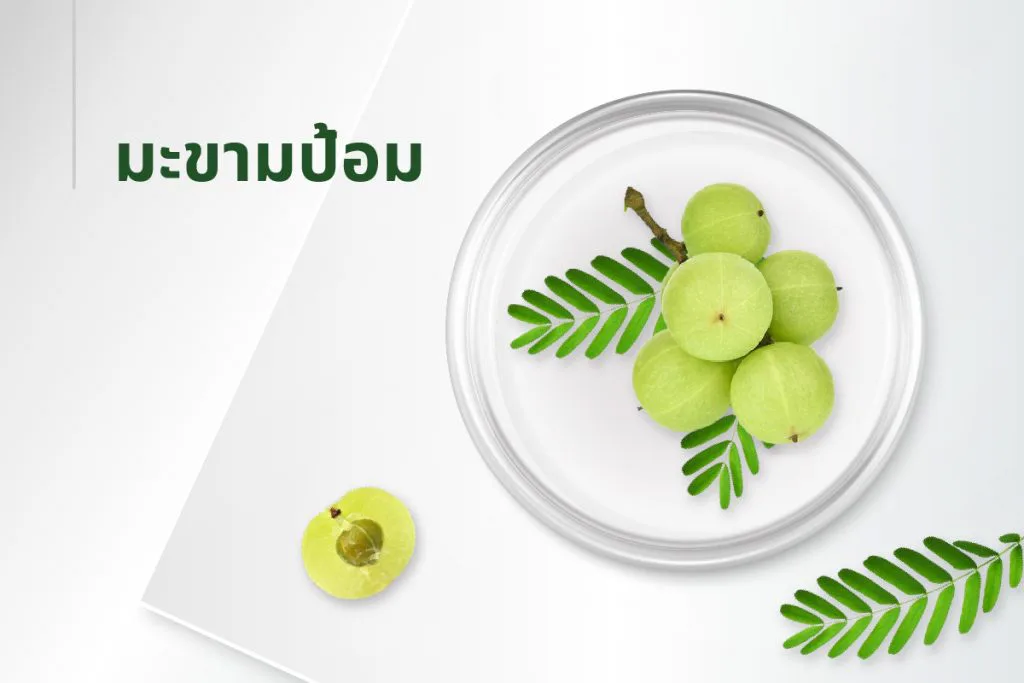 15种萃取物秘方——余甘子