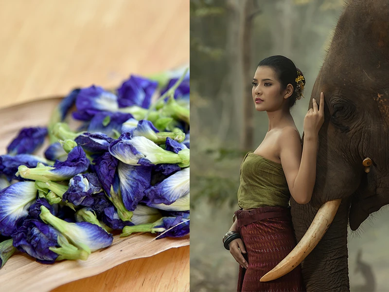 Butterfly Pea