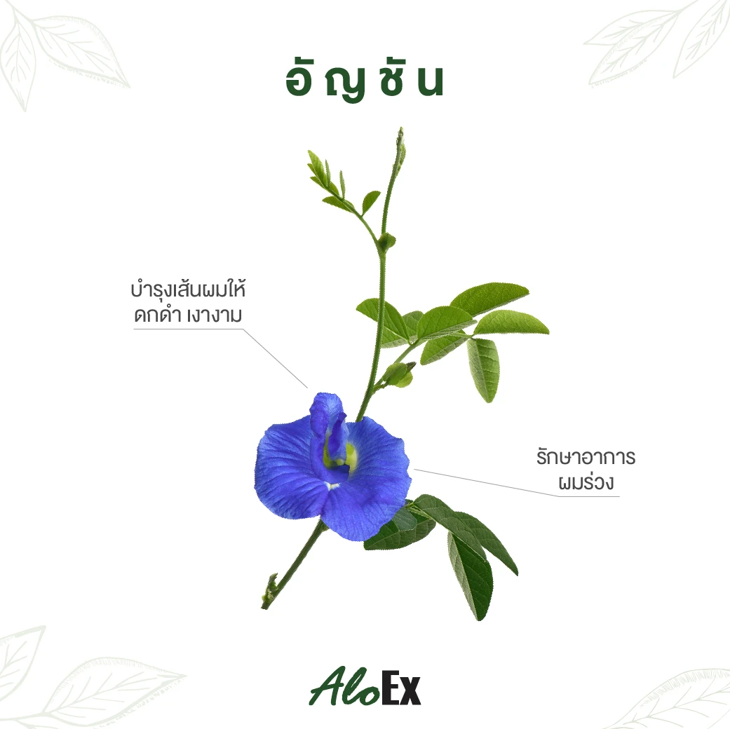 Butterfly Pea