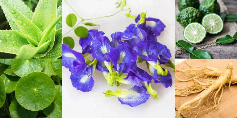 10 amazing herbs to keep hair strong, beautiful, and shedding-free