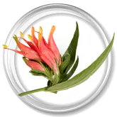 ဆေးဖက်ဝင် မှိုင်းရွက်