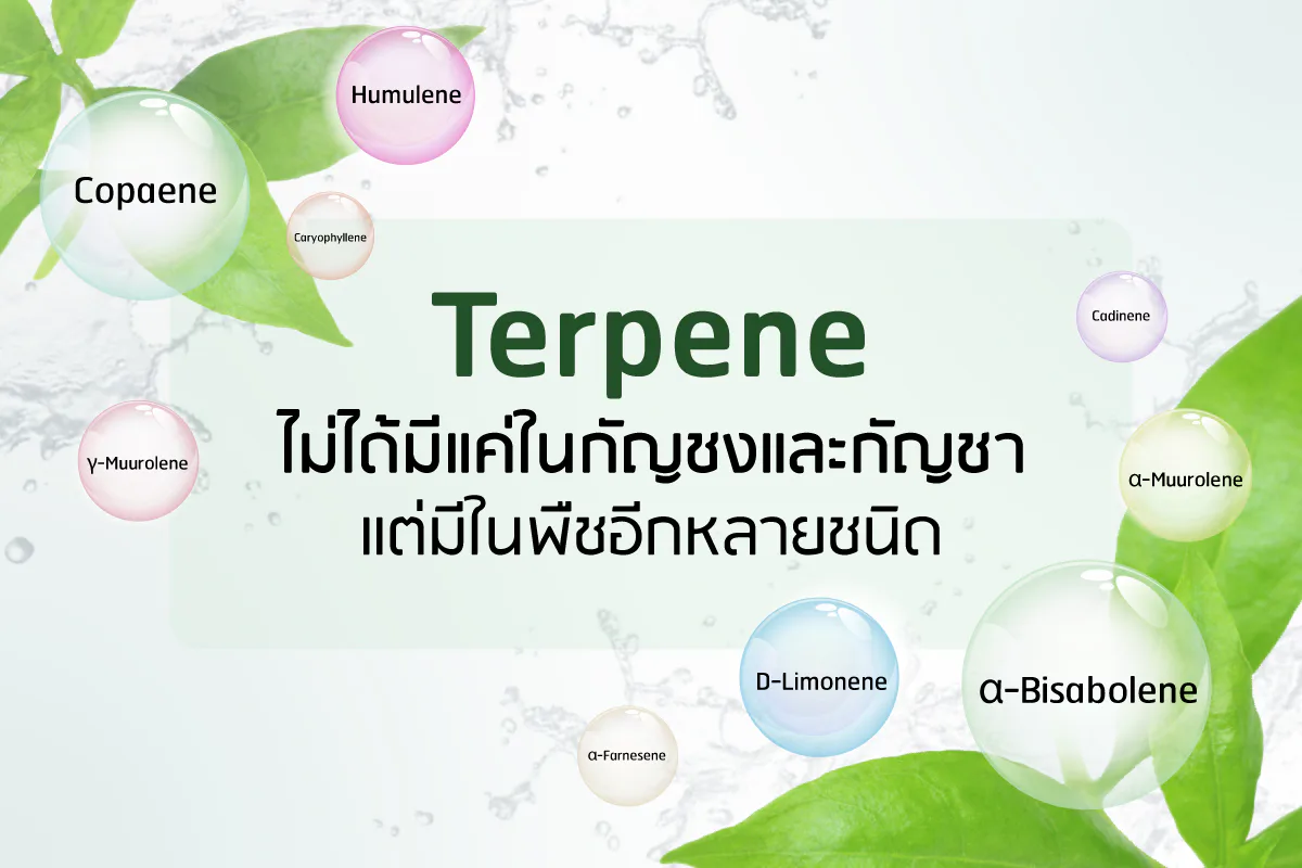 Terpenes များက ဆံပင်ကျွတ်ခြင်းကို လျှော့ချရန် ကူညီပေးသည်