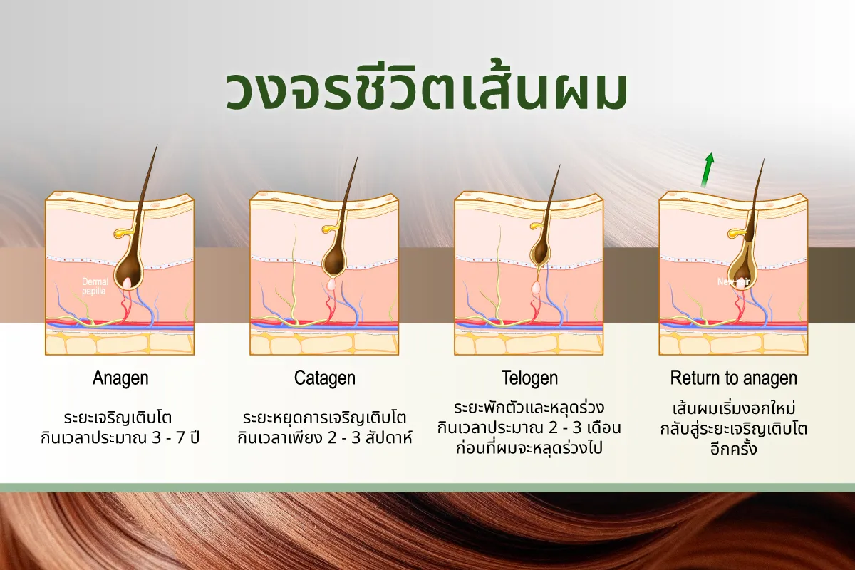 ภาวะผมร่วงฉับพลัน Telogen Effluvium วงจรชีวิตเส้นผม 3 ระยะ