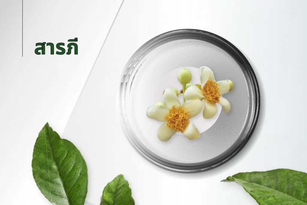 15种萃取物秘方——暹罗番荔枝