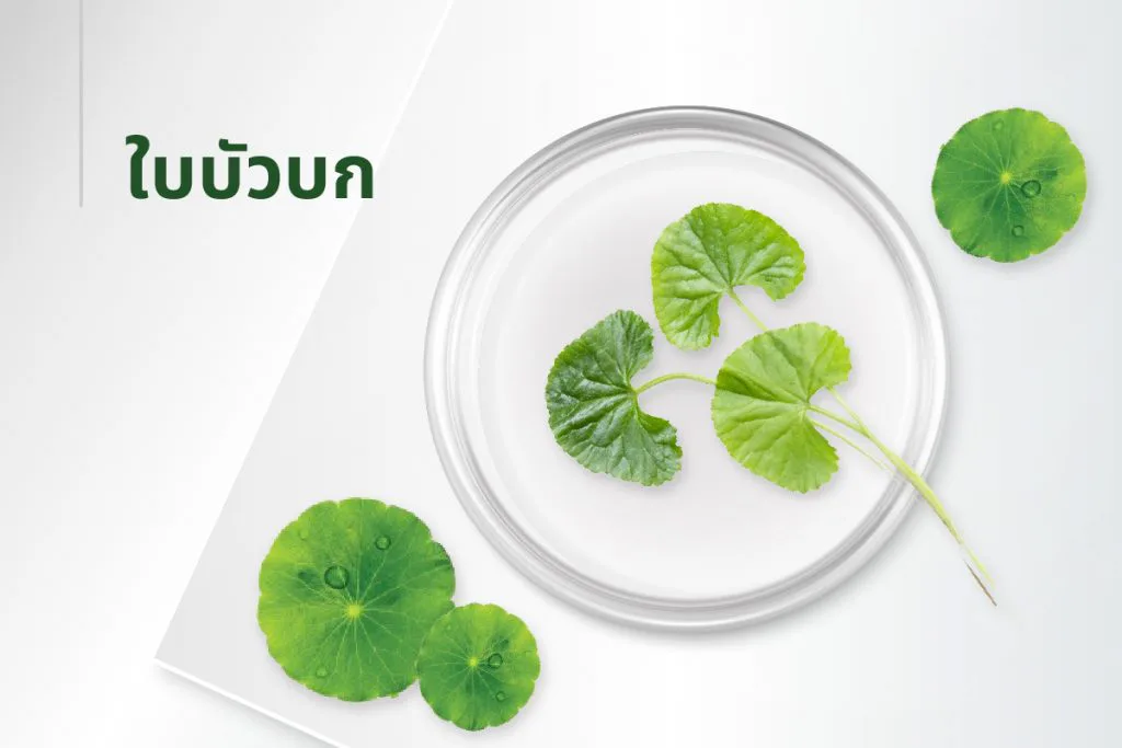 15种萃取物秘方——积雪草