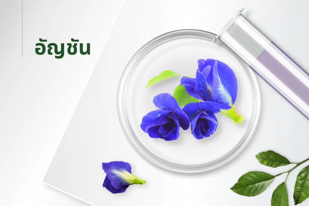 15种萃取物秘方——蝶豆花