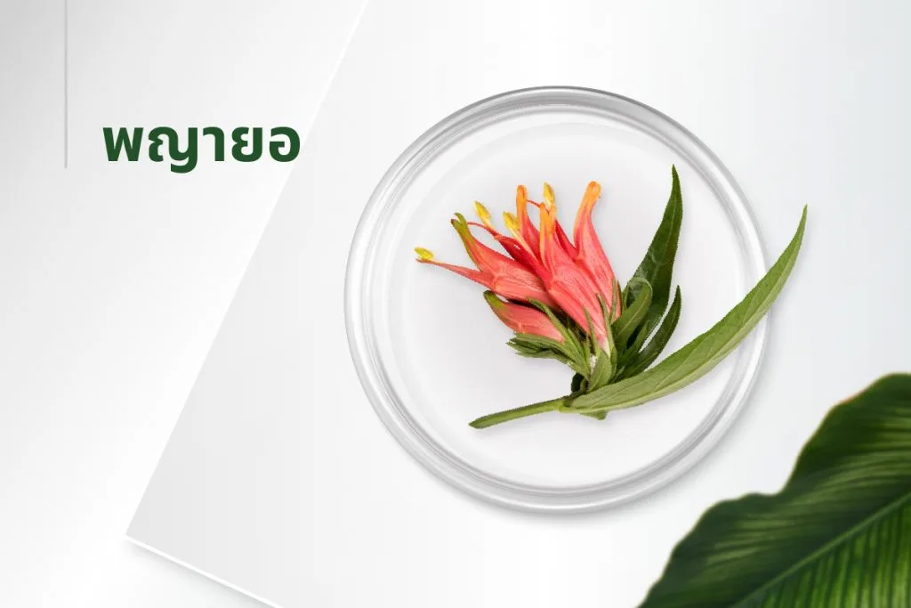 15种萃取物秘方——鳄嘴花