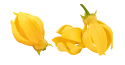 ကံ့ကော် (Ylang-ylang)