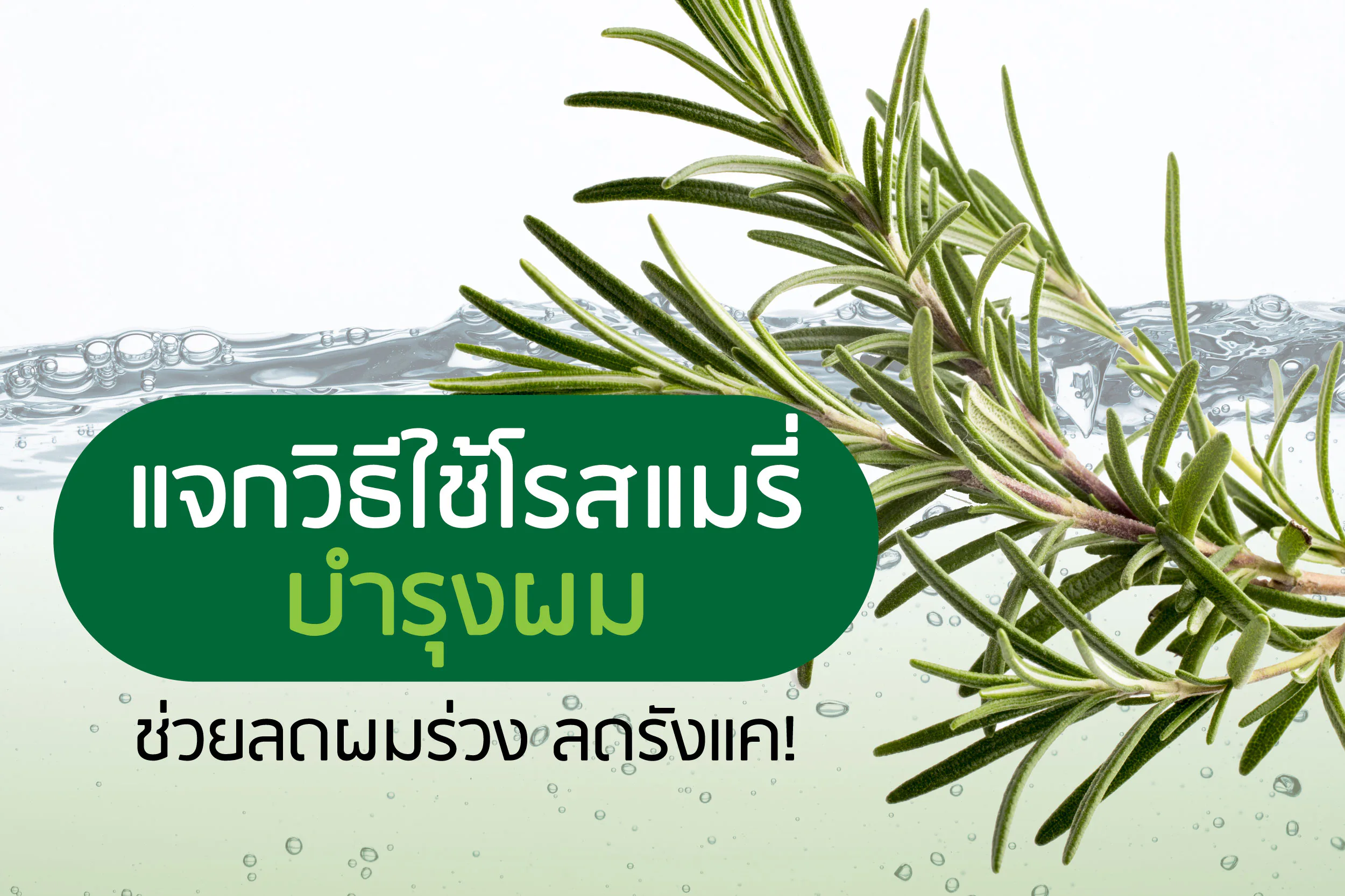 ဆံပင်ကို ပြုစုပျိုးထောင်ရန် Rosemary ကို အသုံးပြုနည်း- ဆံပင်ကျွတ်ခြင်းနှင့် ဆံကျွတ်းကို လျှော့ချရန် ကူညီပေးသည်!