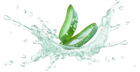AloEx ဆေးဖက်ဝင်အပင် သုတေသန