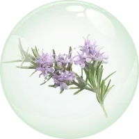 Rosemary Extracts