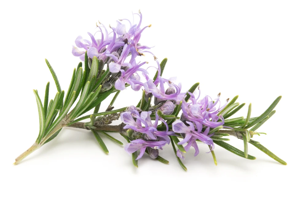 Rosemary Extract