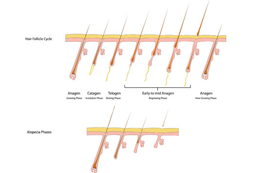 มารู้จักกับวงจรชีวิตเส้นผม (Hair Growth Cycle)