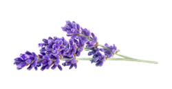 ลาเวนเดอร์